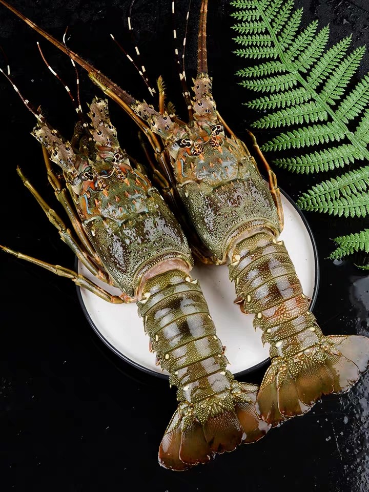 青龙仔(250一300g)活虾