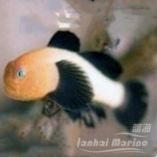 熊猫虾虎 商品图1