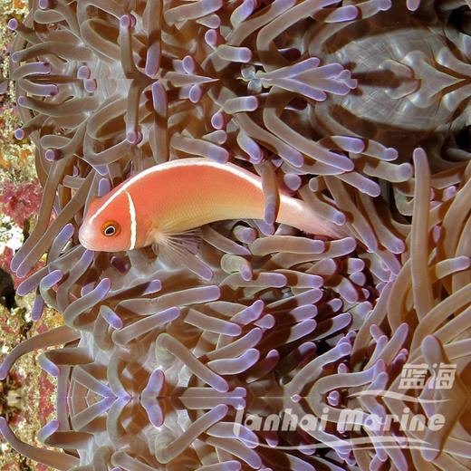 银背小丑 商品图1