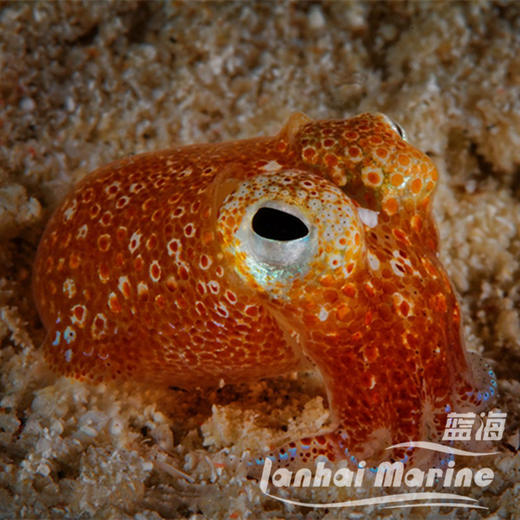 黄金乌贼 商品图1