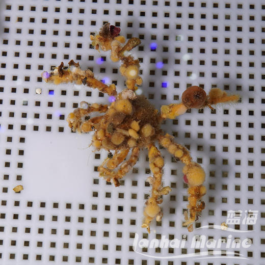 蜘蛛蟹/伪装蟹 商品图1