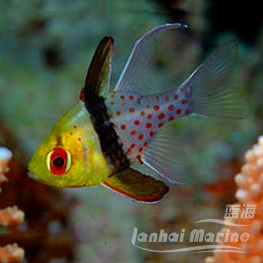 红眼玫瑰 商品图1