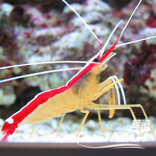 医生虾-斯里兰卡 商品图5