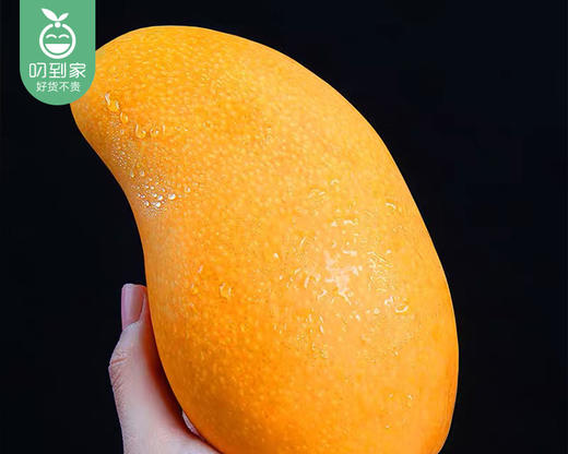 海南水仙芒/1份（约1100g±50g，2-3个） 商品图3