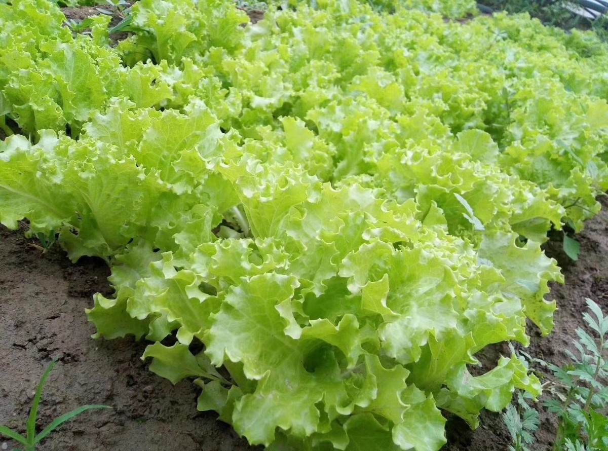 微信图片_20200414214154.jpg 微信图片_20200414214154.jpg