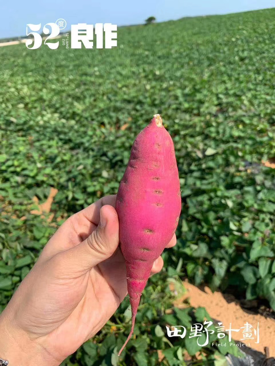 【52度良作 5斤装】蒸、烤、煮都合适！来自海拔800米的太行山深处，薯中贵族，不止于甜！必备辅食～新包装，还是那个52度