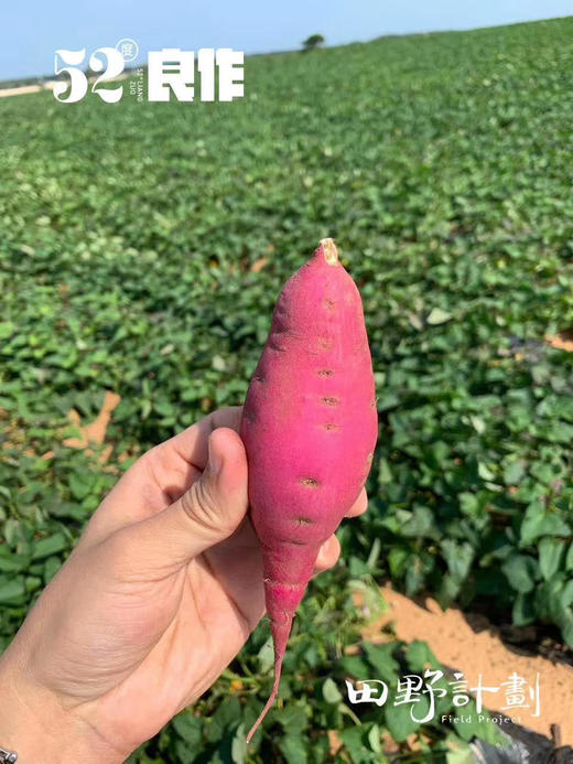 【52度良作 5斤装】蒸、烤、煮都合适！来自海拔800米的太行山深处，薯中贵族，不止于甜！必备辅食～新包装，还是那个52度 商品图0