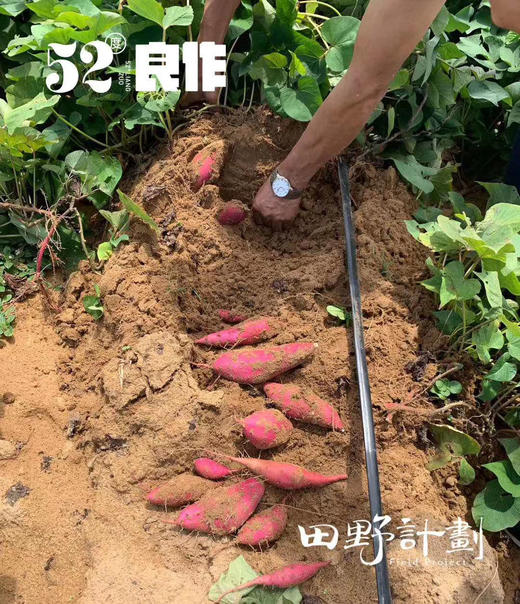 【52度良作 5斤装】蒸、烤、煮都合适！来自海拔800米的太行山深处，薯中贵族，不止于甜！必备辅食～新包装，还是那个52度 商品图1