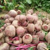 新鲜甜菜根甜菜头 5斤/箱 商品缩略图5