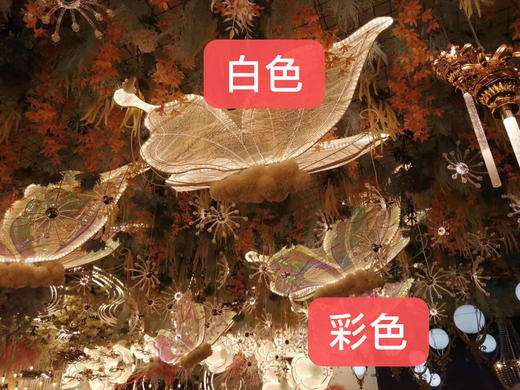 彩蝶【运费自理】 商品图1