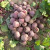 新鲜甜菜根甜菜头 5斤/箱 商品缩略图1