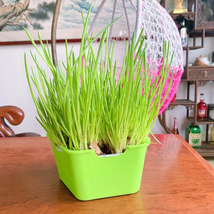 四季小香葱盆栽葱头种植生长快葱油丰富可水培更可土培收割量更大