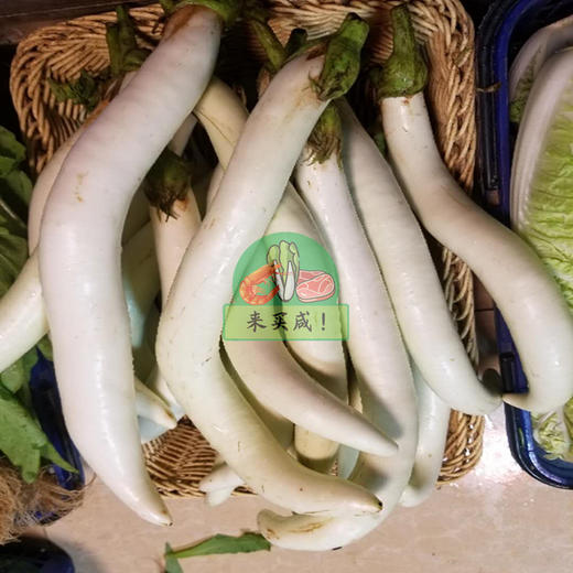 本地 白茄子 商品图0