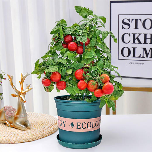 小番茄草莓小盆栽草莓苗番茄苗带花带果阳台庭院好养植物挂果请以实物