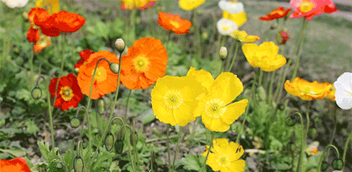 500_245gif 动态图 动图