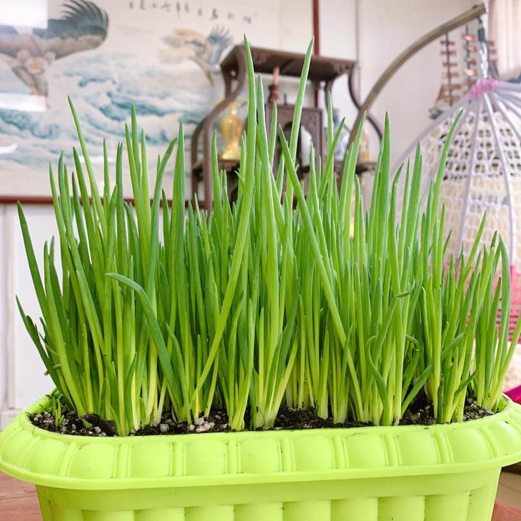 四季小香葱盆栽葱头种植生长快葱油丰富可水培更可土培收割量更大