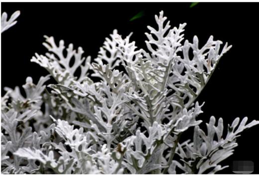 银羽叶银叶菊若干枝扎