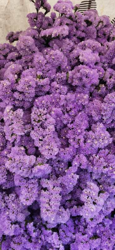 勿忘我  多色可选  约1斤/扎 商品图4