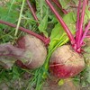 新鲜甜菜根甜菜头 5斤/箱 商品缩略图0