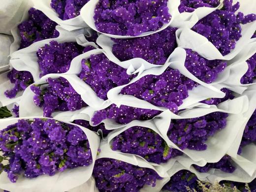 勿忘我  多色可选  约1斤/扎 商品图5