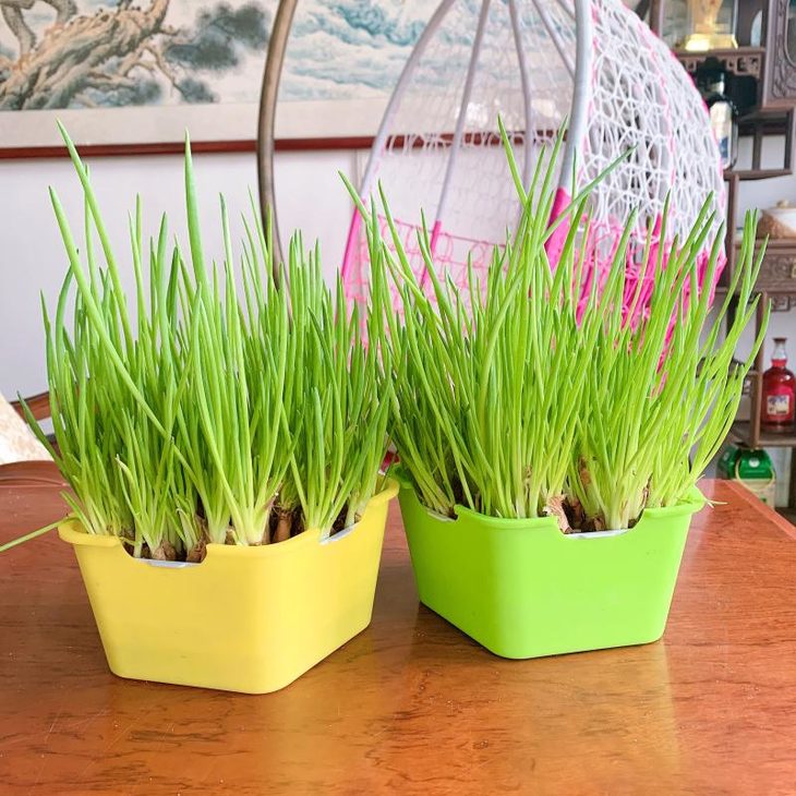 四季小香葱盆栽葱头种植生长快葱油丰富可水培更可土培收割量更大