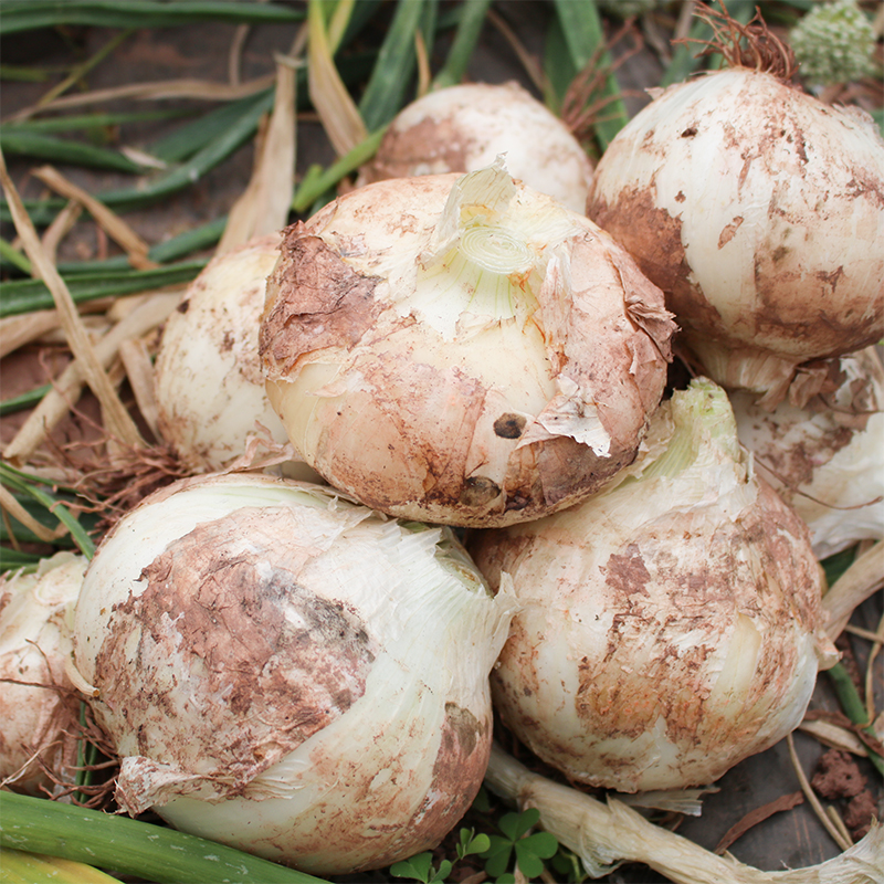 27度农云南武定 金色河谷洋葱（5斤装）