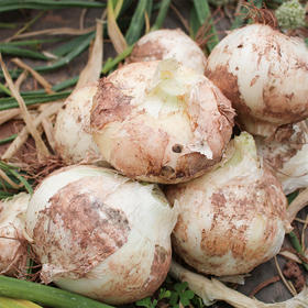 27度农云南武定 金色河谷洋葱（5斤装）