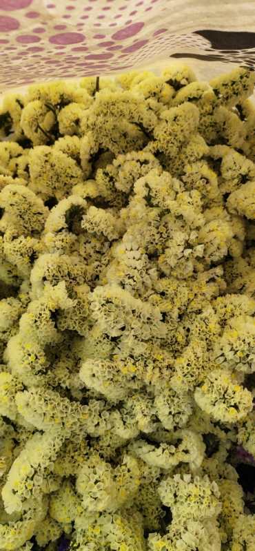 勿忘我  多色可选  约1斤/扎 商品图7