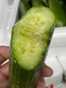 周二取货：【水果黄瓜】一箱毛重2斤左右，清脆爽口，瓜味浓郁，新鲜美味！ 商品缩略图5