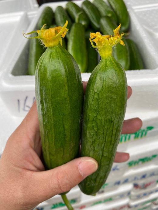 周二取货：【水果黄瓜】一箱毛重2斤左右，清脆爽口，瓜味浓郁，新鲜美味！ 商品图3