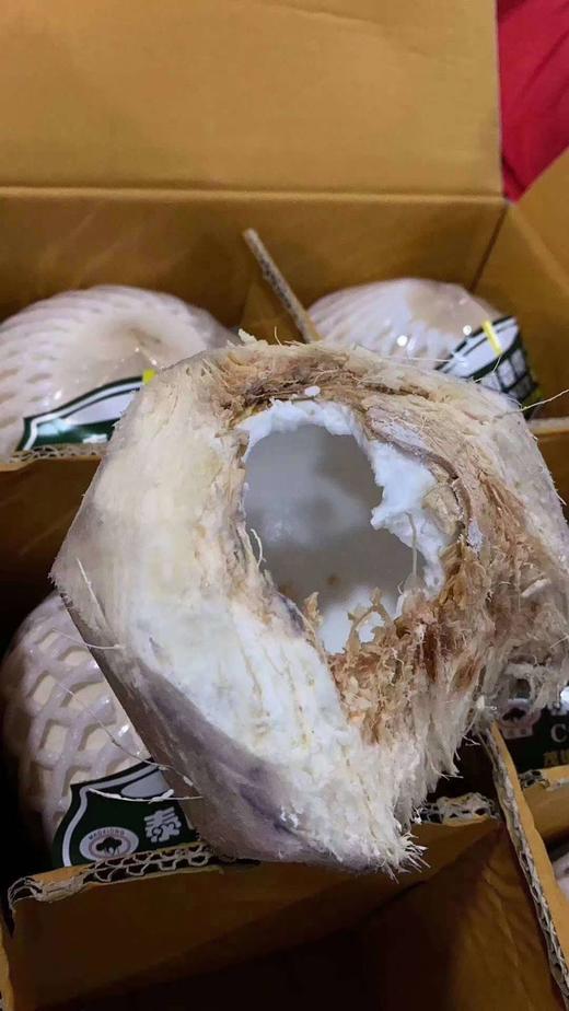 鳄鱼香水椰青9个/件 商品图3