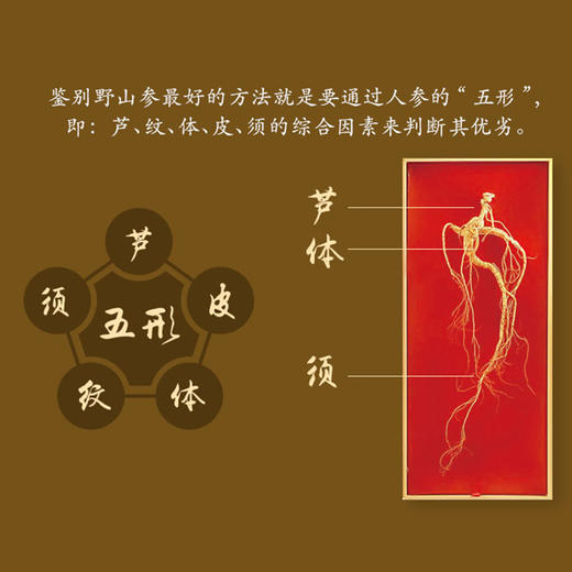 神象野山人参野山参小支礼盒10克富含人参皂甙上药15年以上参品 商品图2