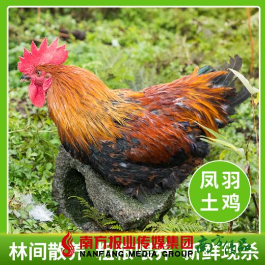 【全国包邮】凤羽土鸡（公鸡） 3.2-3.7斤/只   （48小时之内发货) 商品图0