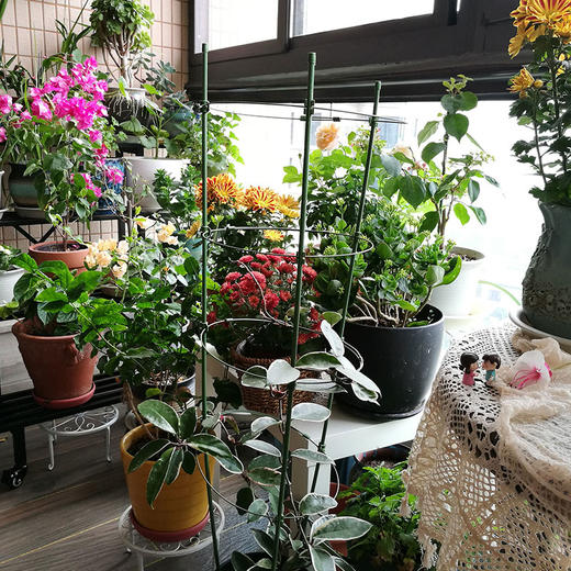 上门布置阳台花园布置开花爬藤好养易活盆栽绿植花园工程温馨解压乐趣