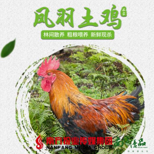 【全国包邮】凤羽土鸡（阉鸡） 4.3-4.6斤/只  （48小时之内发货) 商品图0