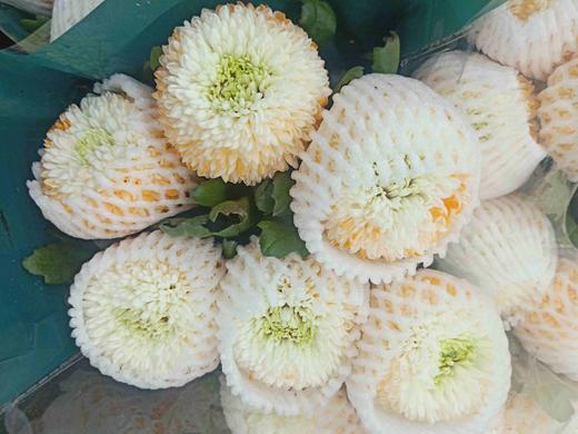 染色乒乓菊(橙)