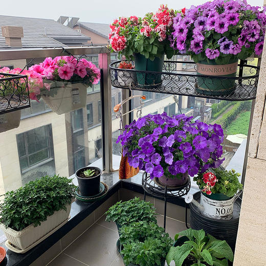 上门布置童话小花园阳台花园开花好养爬藤爆盆矮牵牛花爆盆乐趣解压