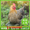 【全国包邮】凤羽土鸡（母鸡）  2.5-3.3斤/只 商品缩略图0
