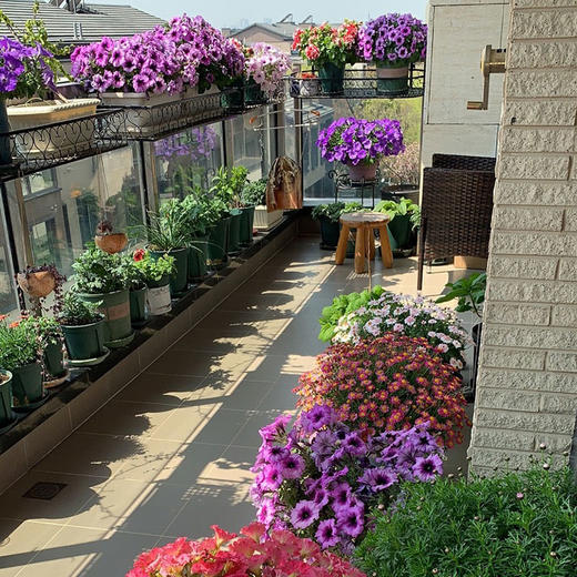 上门布置童话小花园阳台花园开花好养爬藤爆盆矮牵牛花爆盆乐趣解压