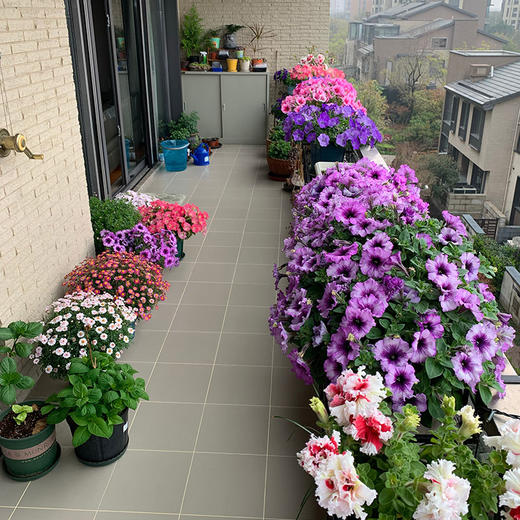 上门布置童话小花园阳台花园开花好养爬藤爆盆矮牵牛花爆盆乐趣解压