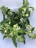 蓝星花.白色 商品缩略图4