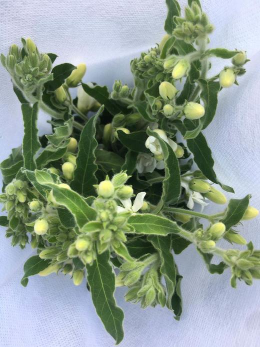 蓝星花.白色 商品图4