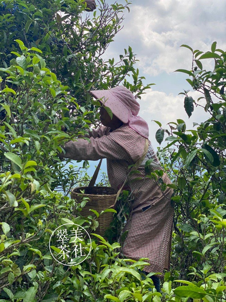 只剩1棵啦冰岛单株2020年春尖仅3棵