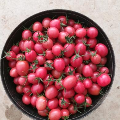 碧娇小柿子 1斤/份