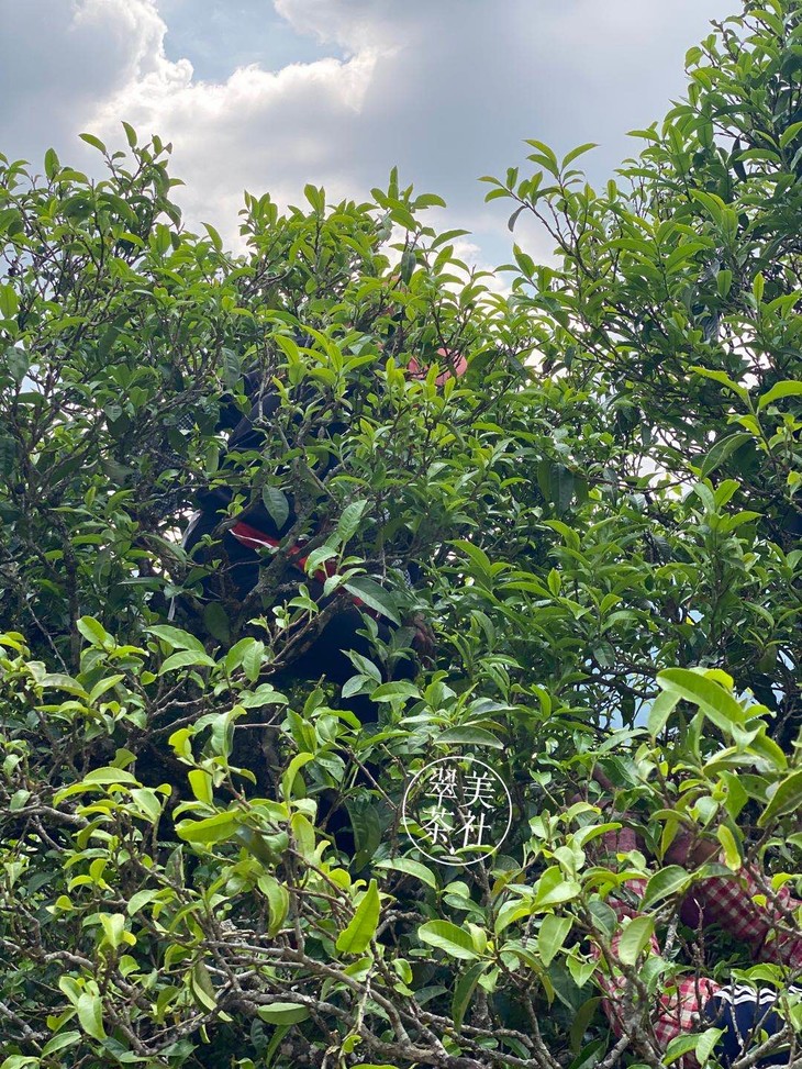 只剩1棵啦冰岛单株2020年春尖仅3棵