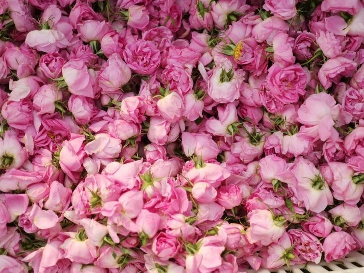 【苏小旗】云耕物作云露玫瑰花茶,大马士革玫瑰纯露/花水,日常调理,养