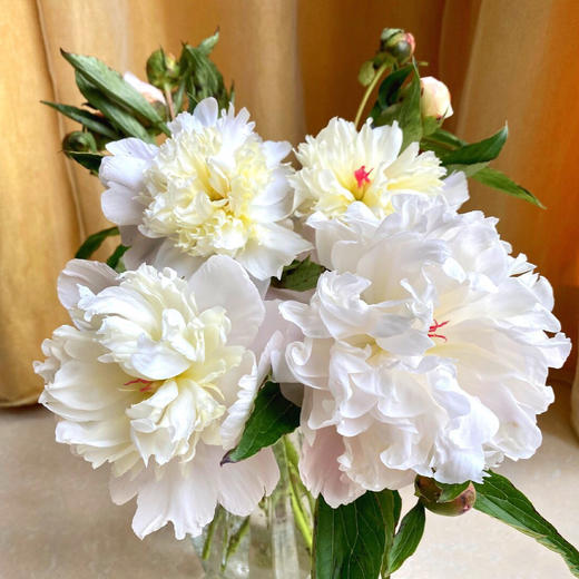 【重瓣芍药·四川】9支送1支 白色 开放后美的惊人