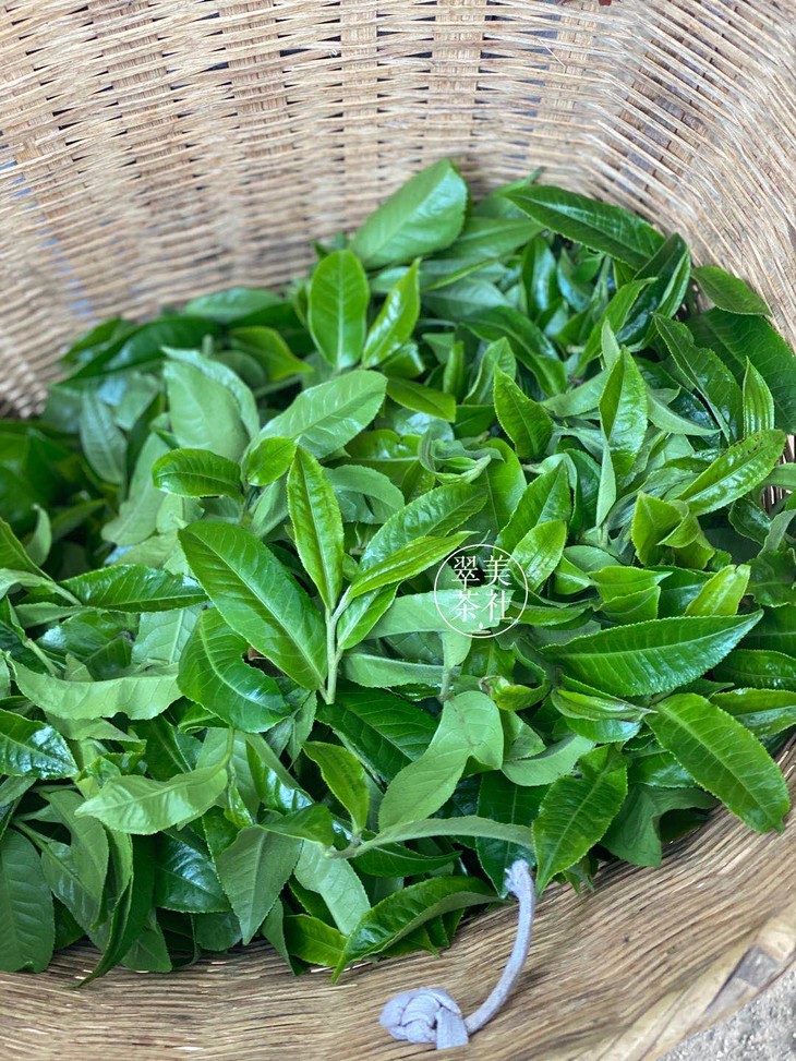 只剩1棵啦冰岛单株2020年春尖仅3棵