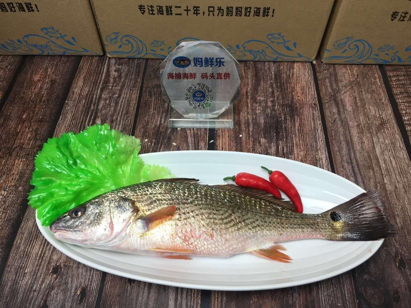 【紅古魚】生態海魚,肉多剌少,當天現捕現發,殺好急凍保鮮,每條約1-2