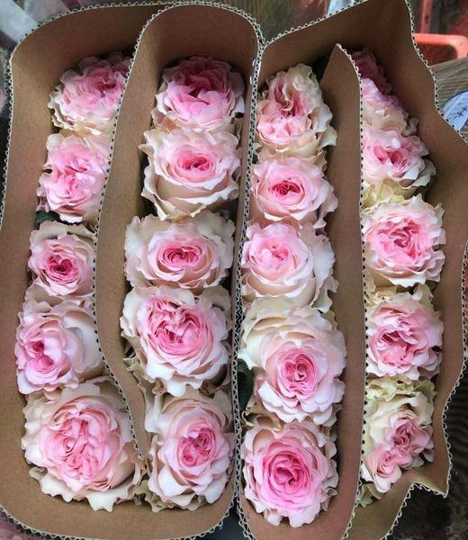 【昆明玫瑰】洛神，20支/扎  A级 商品图4